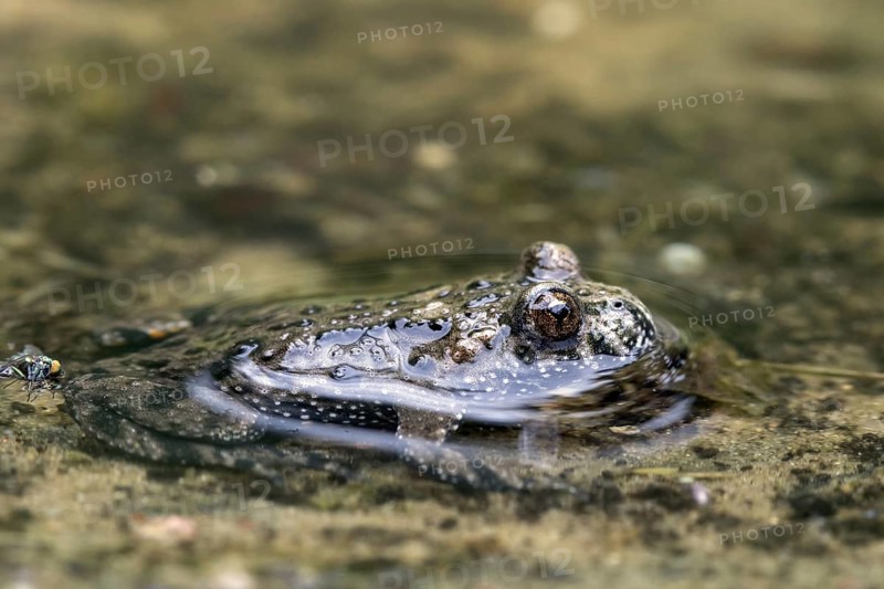 European fire-bellied toad