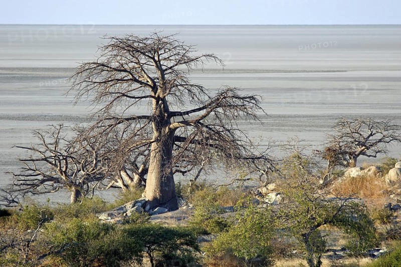 Baobab trees