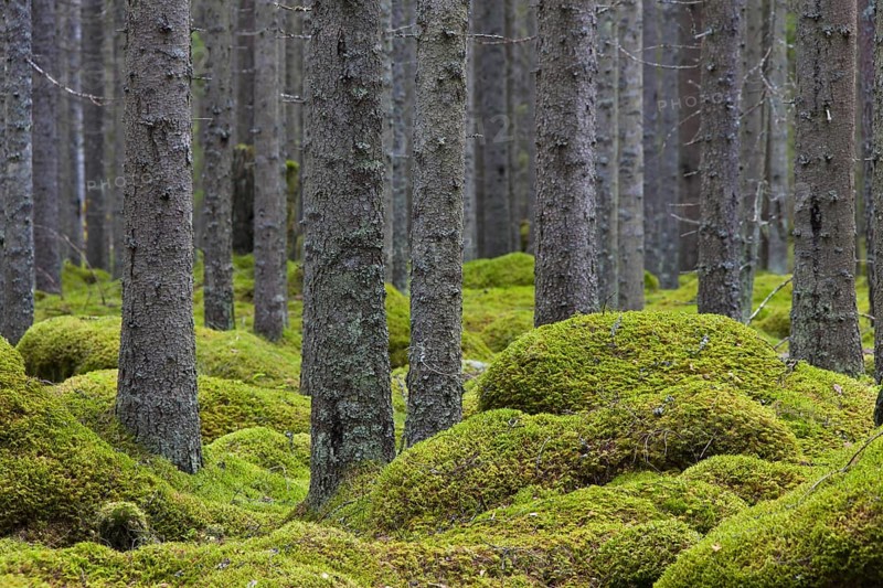 Norway spruces