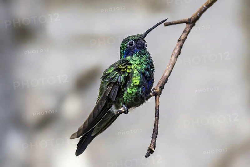 Sparkling violetear