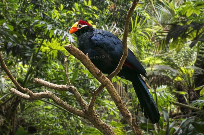 Violet turaco