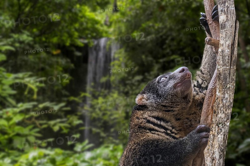 Sulawesi bear cuscus