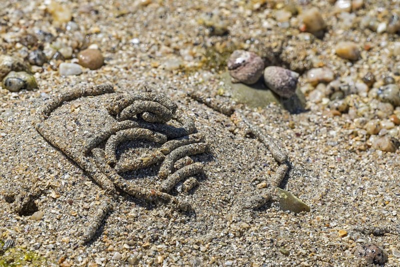 Lugworm
