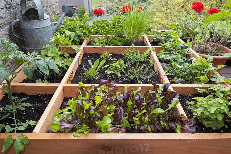 Square foot gardening by planting flowers
