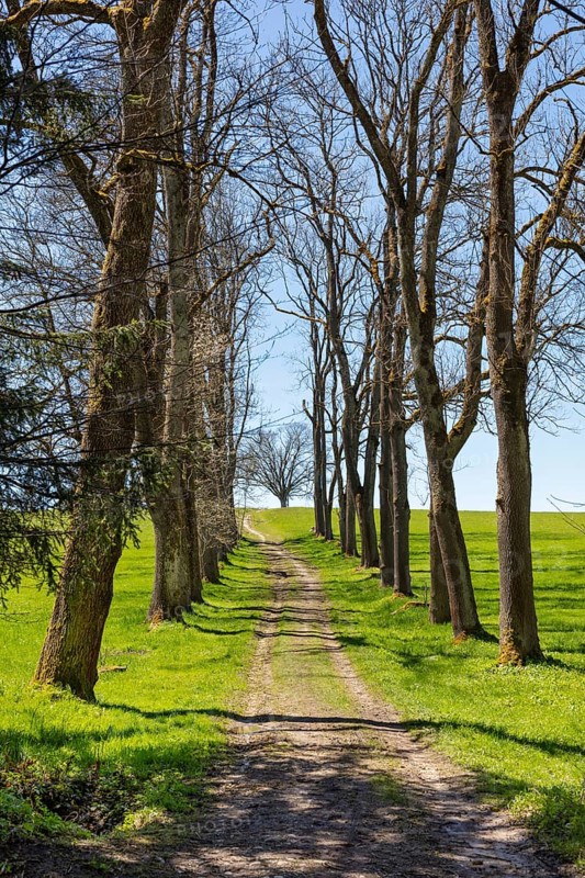 Forest path