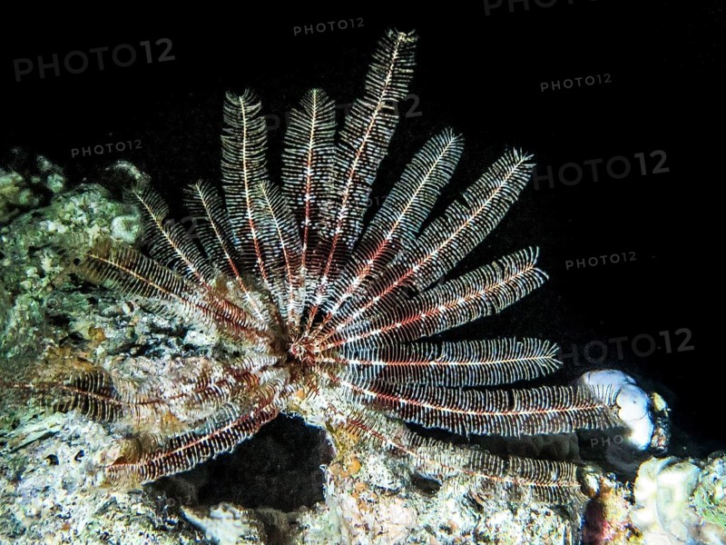 Feather star