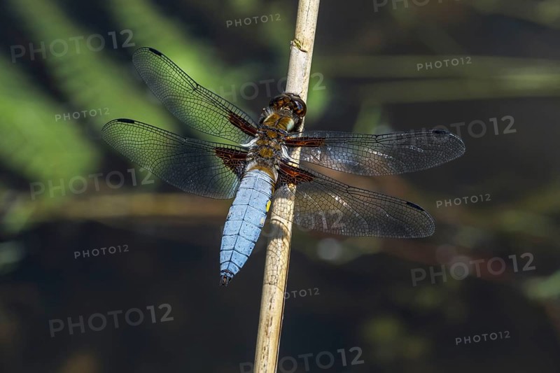 Broad-bodied chaser