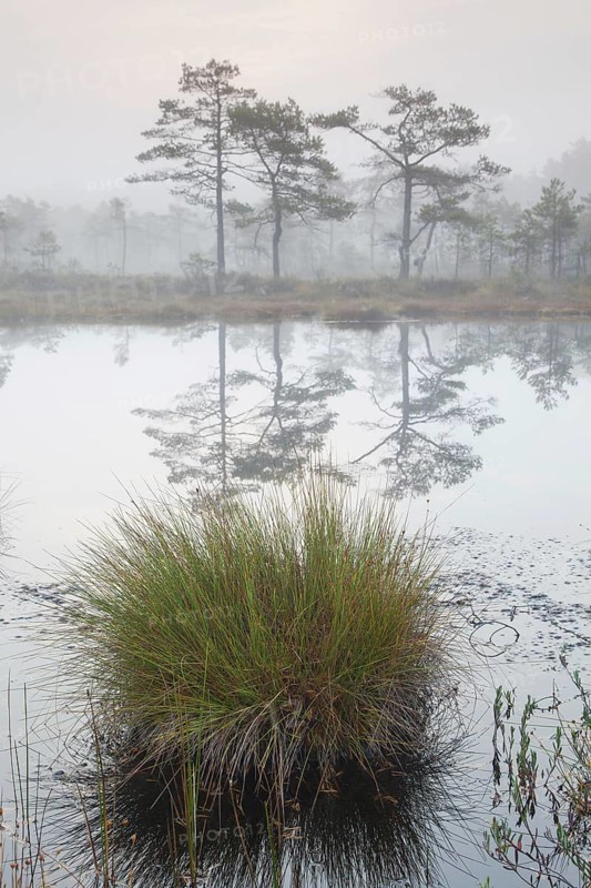 Moor rush