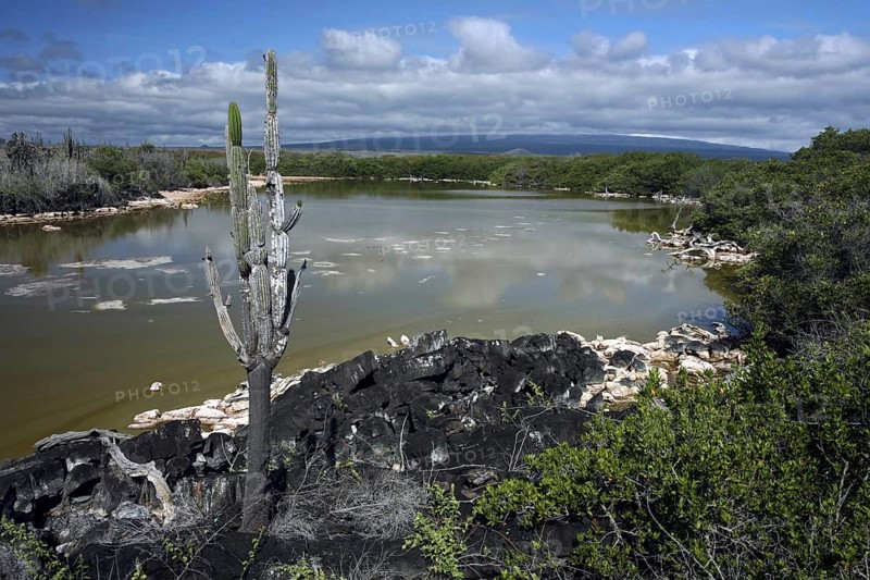 Shallow water of inland lake containing high concentration of bacteria on Isabela Island