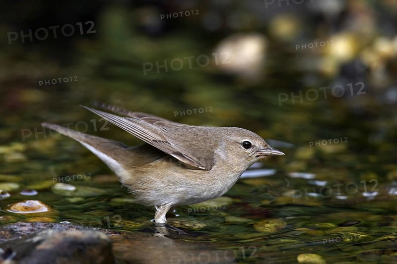 Garden warbler