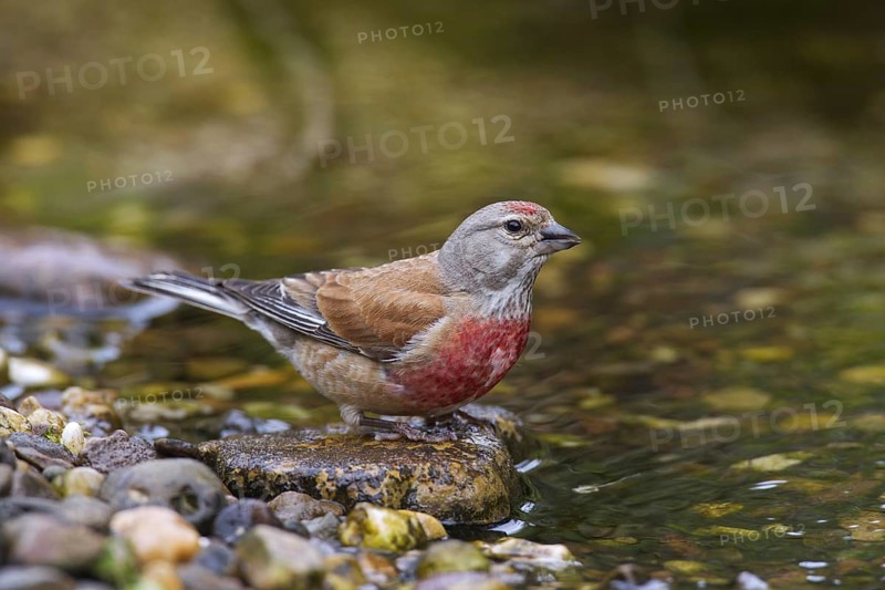 Common linnet