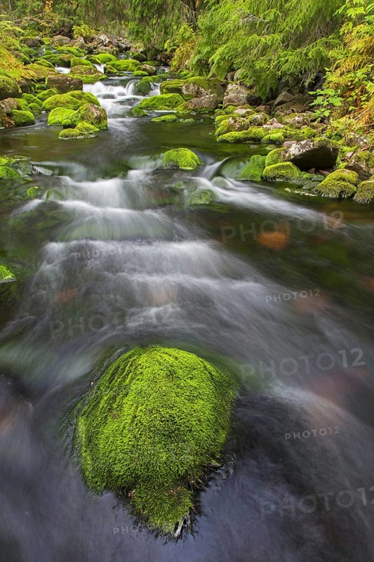 River Njupan in autumn forest in the Fulufjaellet National Park