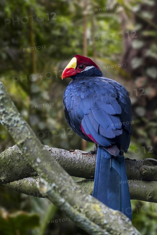 Violet turaco