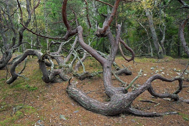 Windswept Scots pine