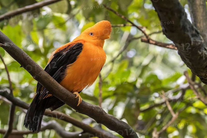 Andean cock-of-the-rock