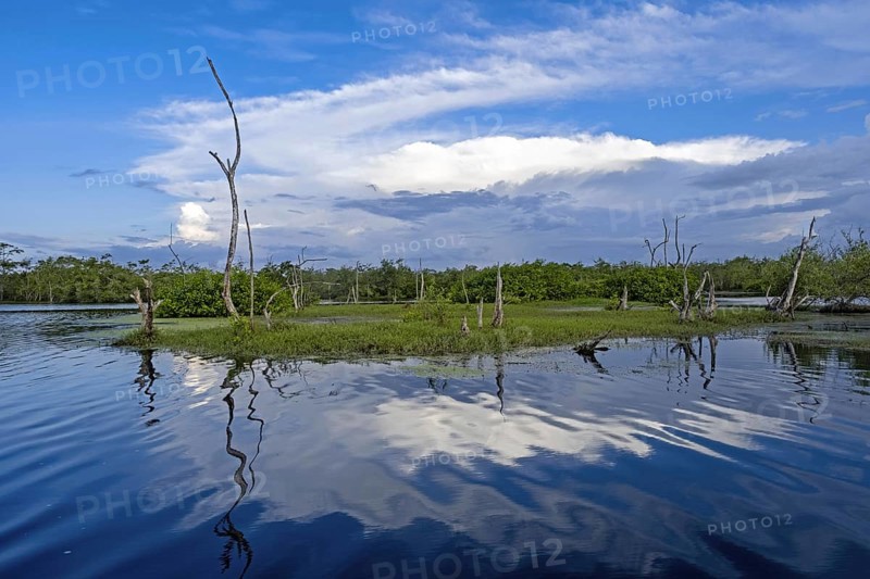 Marshland in the Bigi Pan Nature Reserve in Nieuw Nickerie
