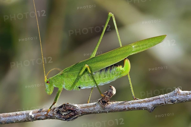 Southern sickle-bearing bush cricket