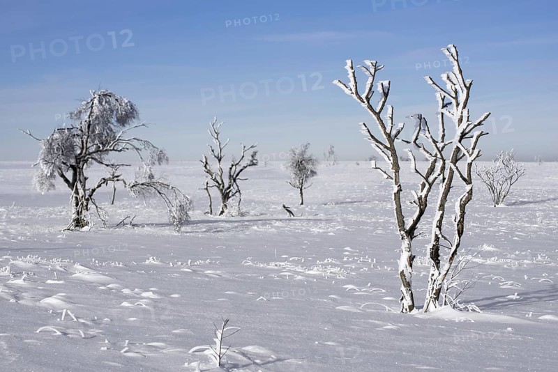 Moorland with trees covered in white frost in winter at the Hoge Venen