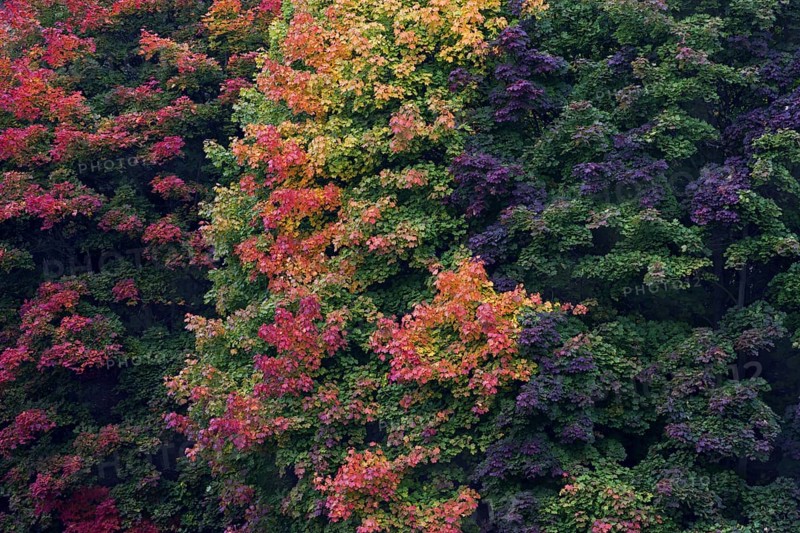 Norway Maple