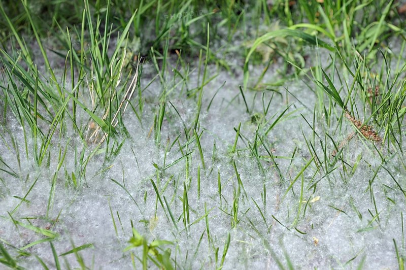 Grass covered in seed fluff from female willow