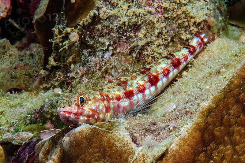 Variegated lizardfish