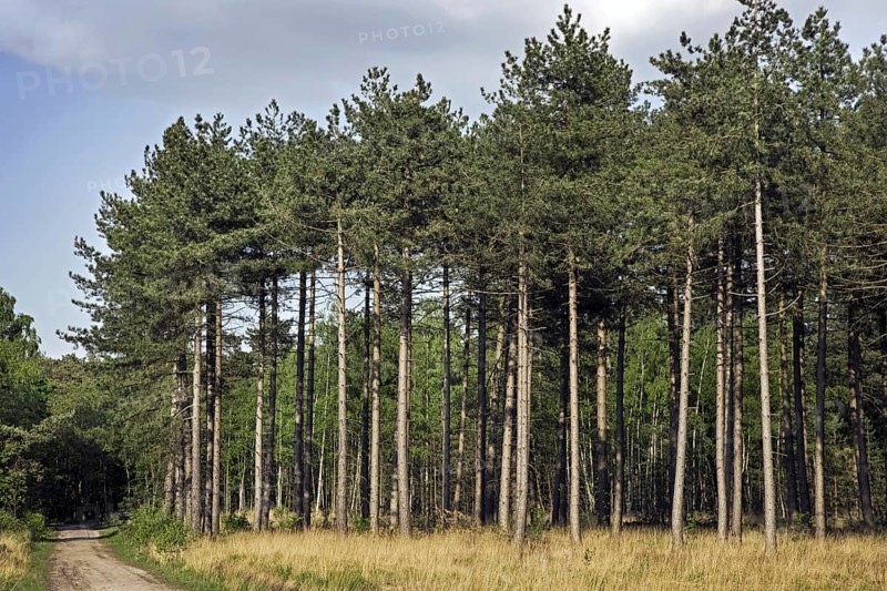 Coniferous forest with European black pines