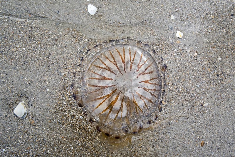 Compass jellyfish
