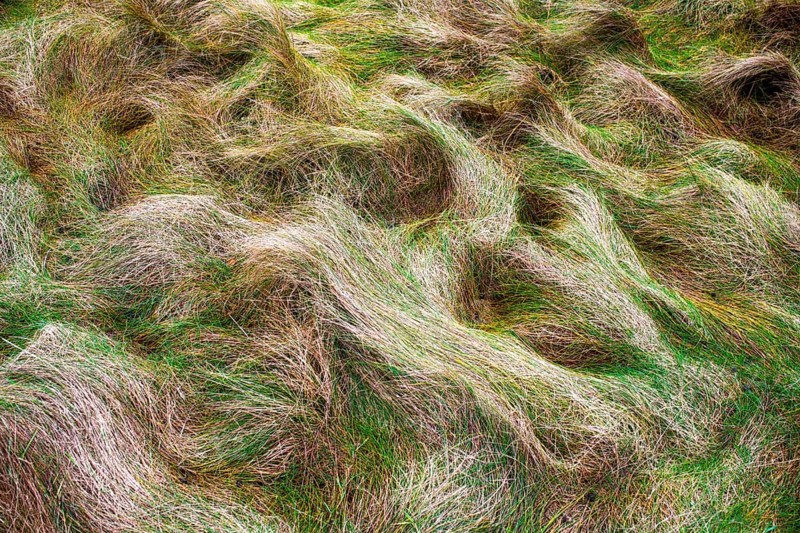 Seagrass meadow