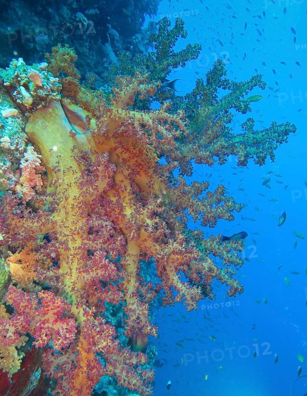 Colourful soft coral Dendronephthya