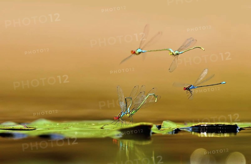 Small Red-eyed Damselfly