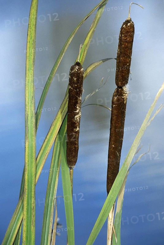 Greater bullrush