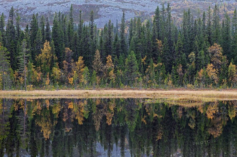 Reflection of pine trees in lake in autumn
