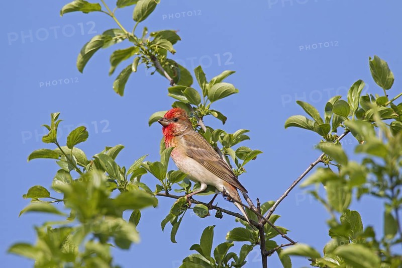 Common rosefinch