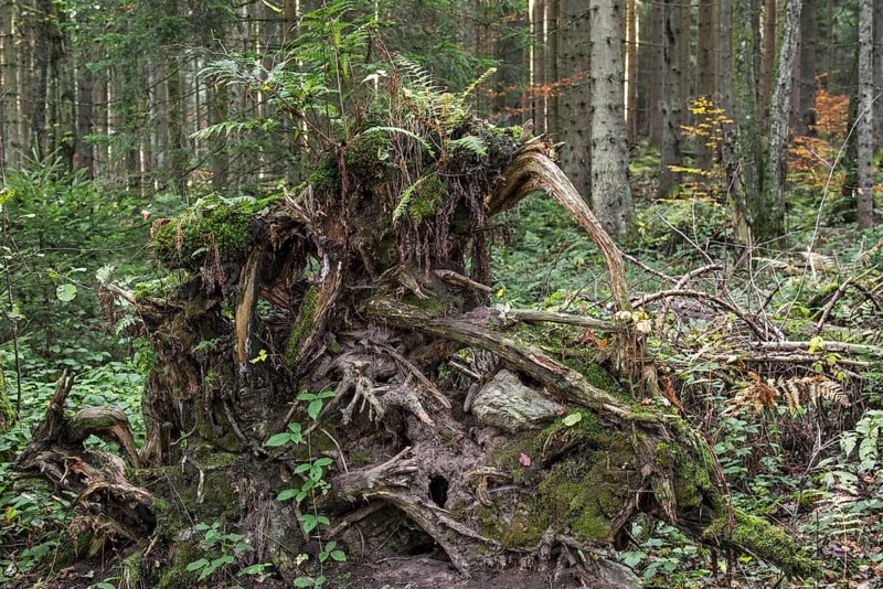 Uprooted spruce tree exposing its tree roots due to high winds in forest