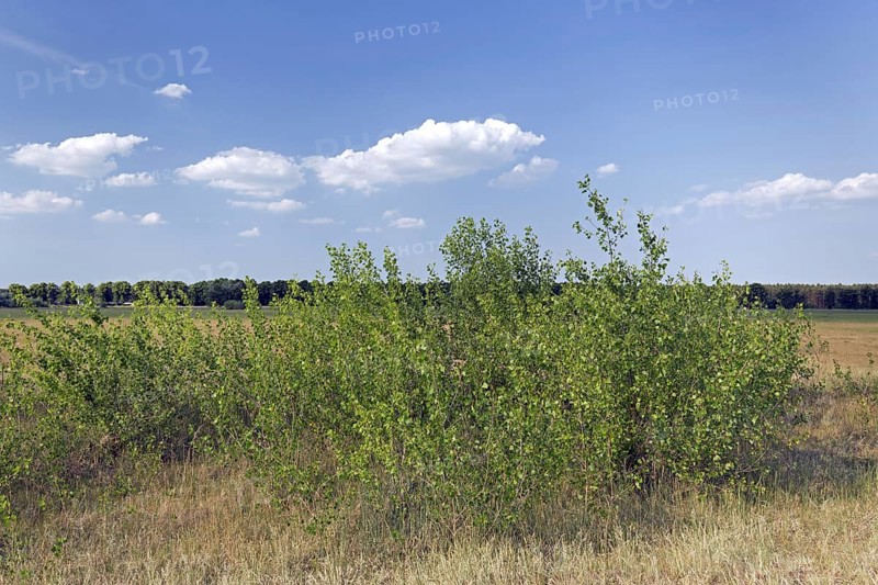 Black poplar