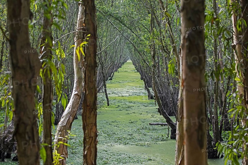 Channel in flooded mangrove in the Tra Su Cajuput Forest