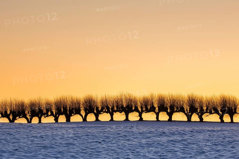 Row of pollarded European lime trees