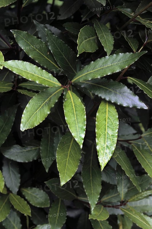 Bay laurel