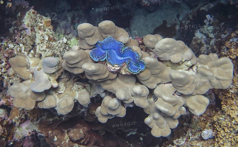 Giant clam on hard coral