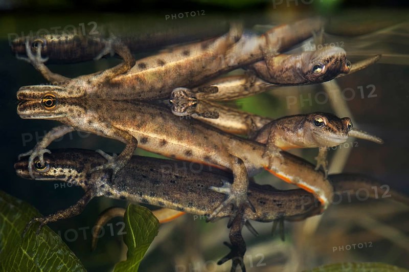 Smooth newts