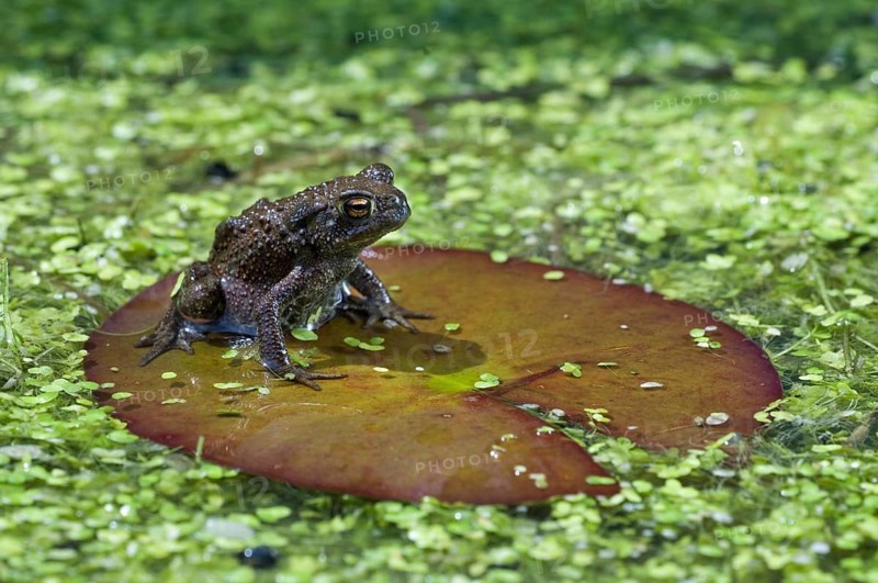 Juvenile common toad