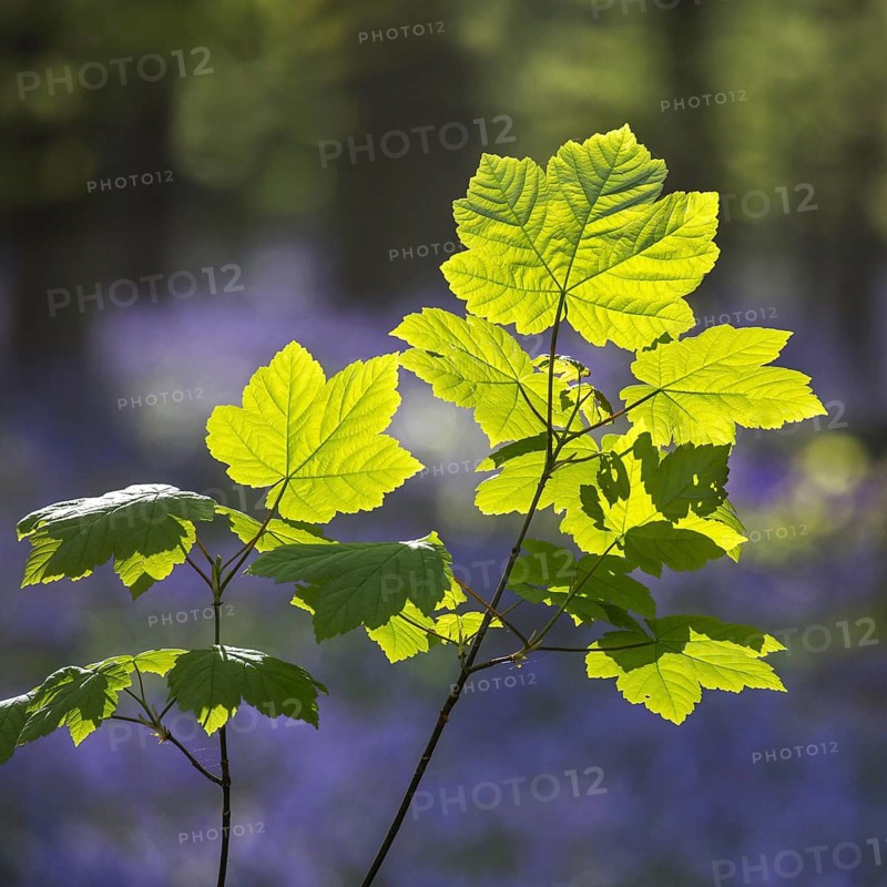 Sycamore maple