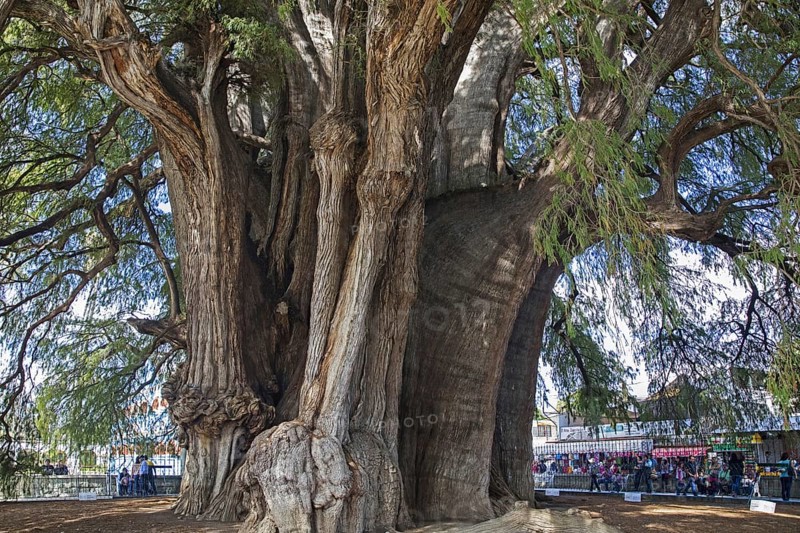 Tule Tree