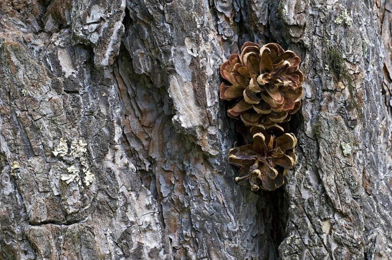 Pine cones