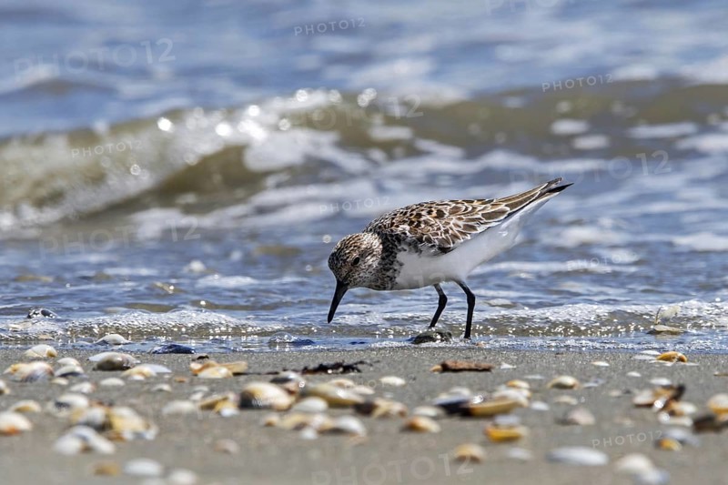 Little stint