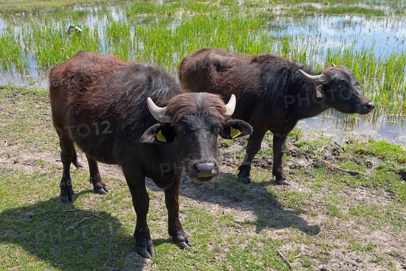 Water buffalo