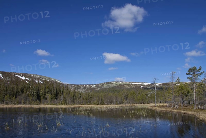 Moorland at the Fulufjaellet National Park
