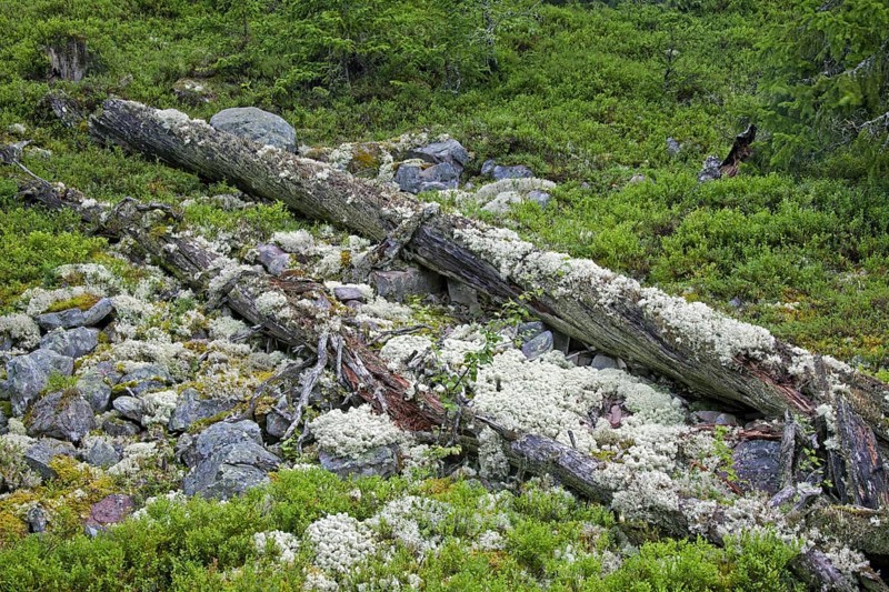 Fallen pine tree trunk covered in reindeer lichen left to rot in virgin forest at Fulufjaellet