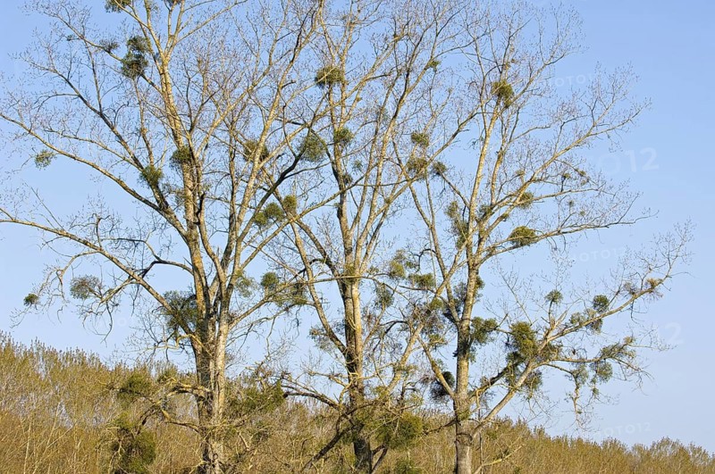 Mistletoe