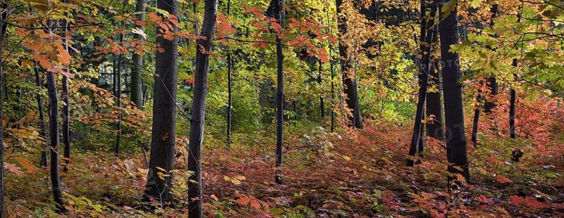 Northern red oak